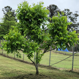 Pecan tree with GRF Soluble for nut trees